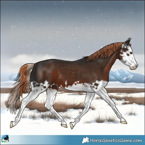 Horse Color:Liver Chestnut Splash 