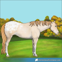 Horse Color:Smoky Blue Roan Pearl Appaloosa