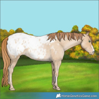 Horse Color:Smoky Blue Roan Pearl Appaloosa