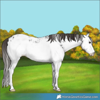 Horse Color:White Spotted Smoky Blue Ice Roan Blanket Rabicano 