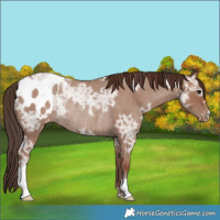 Horse Color:Classic Champagne Ice Roan Appaloosa Rabicano
