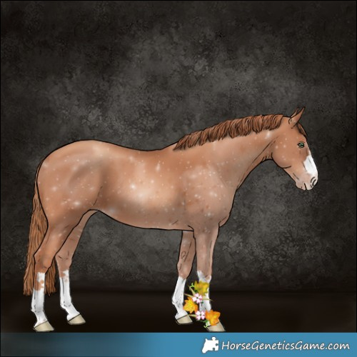 Horse Color:Gold Champagne 