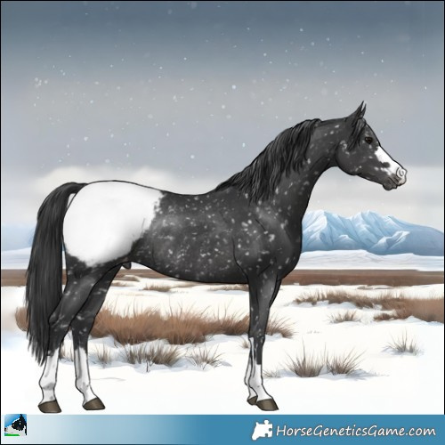 Horse Color:Black Appaloosa Rabicano 