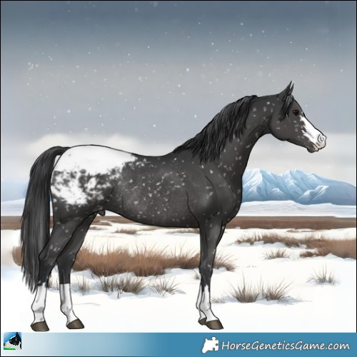 Horse Color:Black Appaloosa Rabicano 