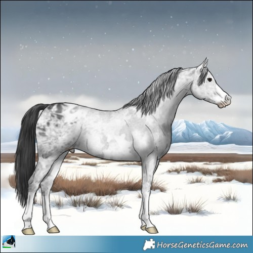Horse Color:Black Ice Appaloosa Rabicano 