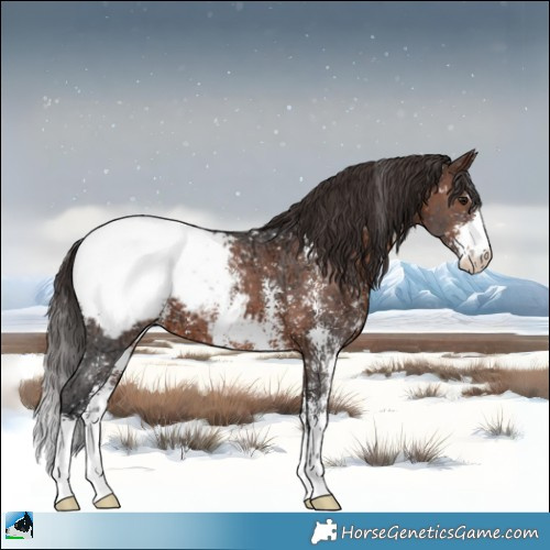 Horse Color:Brown Ice Mushroom Sabino Appaloosa 