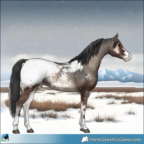 Horse Color:Blue Onyx Appaloosa Rabicano 