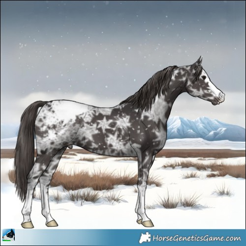 Horse Color:Smoky Black Ice Appaloosa 
