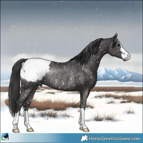Horse Color:Black Appaloosa Rabicano 