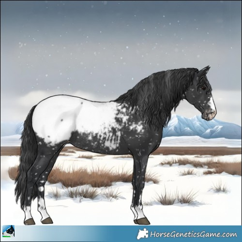 Horse Color:Black Appaloosa Rabicano 