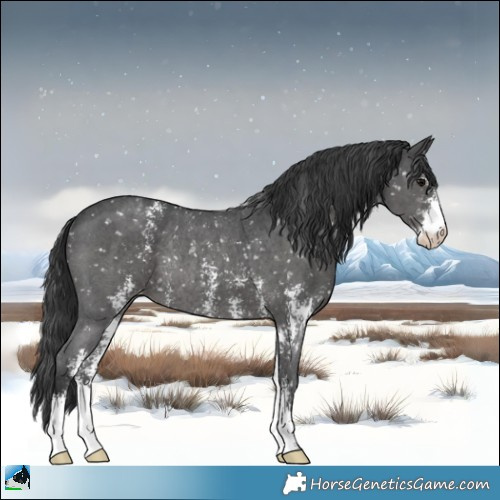 Horse Color:Black Sabino Appaloosa Rabicano 