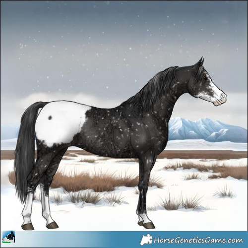 Horse Color:Black Ice Sabino Appaloosa Rabicano 
