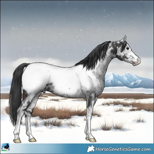 Horse Color:Black Ice Mushroom Appaloosa Rabicano 