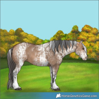 Horse Color:White Spotted Bay Dun Rabicano  and White Spotted Bay Dun 