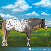 Horse Color:Liver Red Roan Sabino Splash Appaloosa  and Liver Red Roan Sabino Splash Appaloosa 
