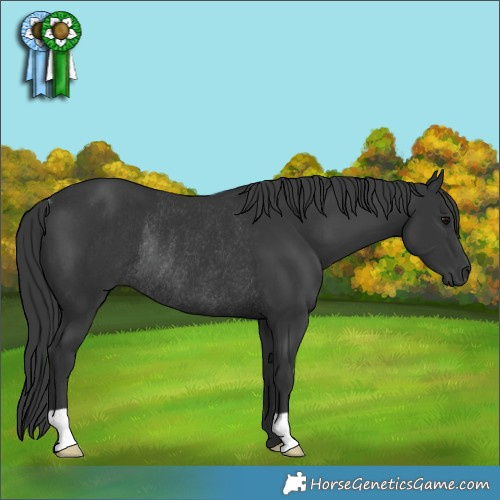 Horse Color:Black Rabicano 