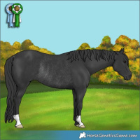 Horse Color:Black Rabicano 