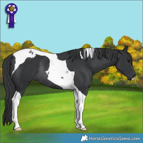 Horse Color:Black Tobiano Rabicano 