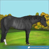 Horse Color:Black Rabicano