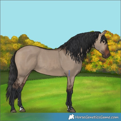Horse Color:Brown Dun 