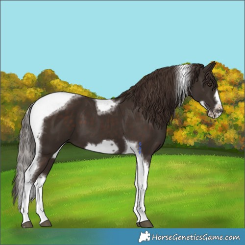 Horse Color:Liver Chestnut Tobiano Frame 