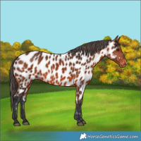 Horse Color:Bay Appaloosa 