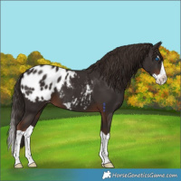 Horse Color:Liver Chestnut Splash Appaloosa 