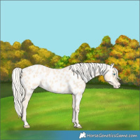 Horse Color:Cremello Appaloosa 