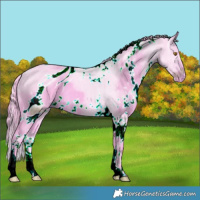 Horse Color:ERROR: UNKNOWN ANOMALY