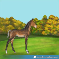 Horse Color:Silver Buckskin Varnish 