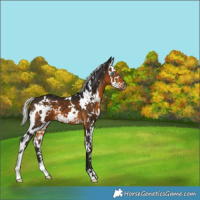 Horse Color:Gray White Spotted Silver Buckskin Splash 