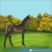 Horse Color:Gray Silver Smoky Black Varnish 