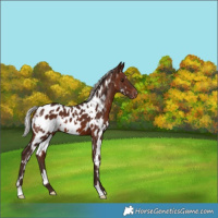 Horse Color:White Spotted Silver Brown Appaloosa