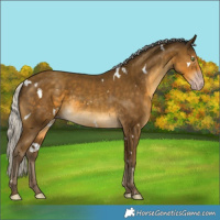 Horse Color:Gray White Spotted Silver Classic Cream Champagne 
