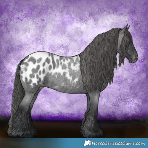 Horse Color:Blue Roan Appaloosa