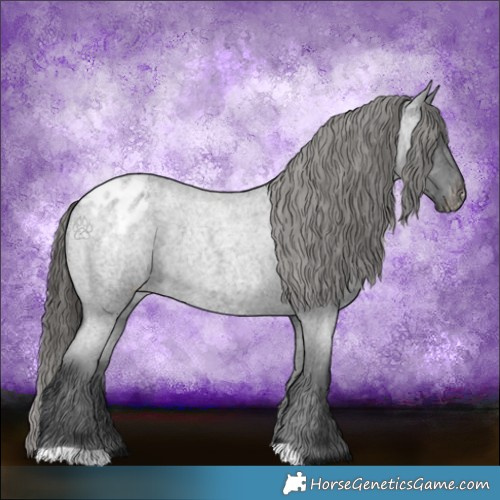 Horse Color:Blue Roan Appaloosa