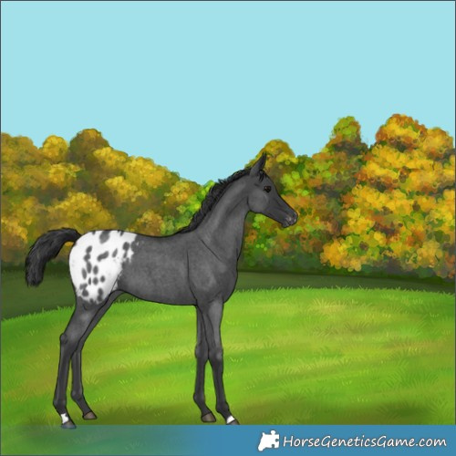 Horse Color:Blue Roan Appaloosa