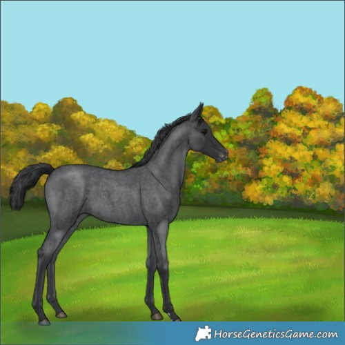 Horse Color:Blue Roan Appaloosa 
