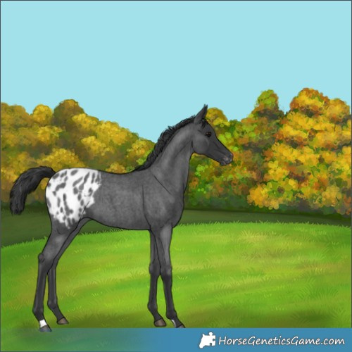 Horse Color:Blue Roan Appaloosa