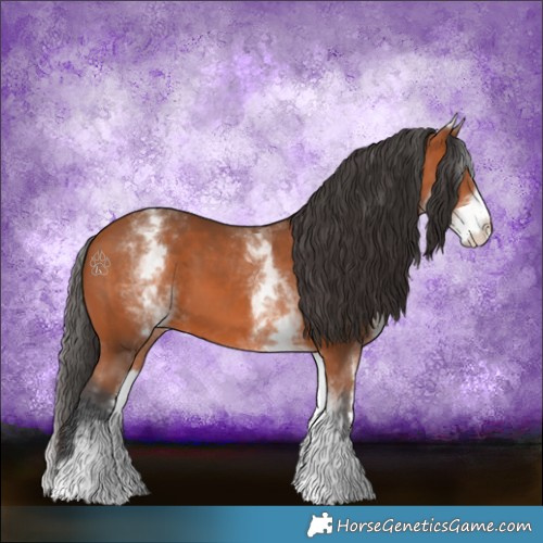 Horse Color:White Spotted Bay 