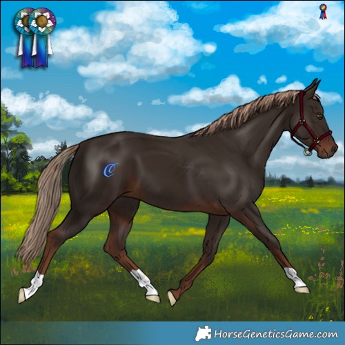 Horse Color:Liver Chestnut 