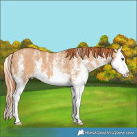 Horse Color:White Spotted Red Dun Splash 