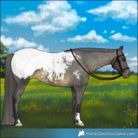 Horse Color:Buckskin Snowcap 