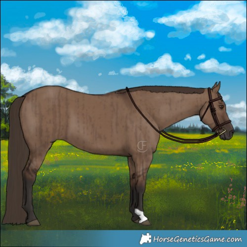 Horse Color:Liver Red Dun Brindle 