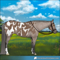 Horse Color:Liver Red Dun Appaloosa Brindle 