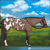 Horse Color:Liver Red Dun Appaloosa Brindle