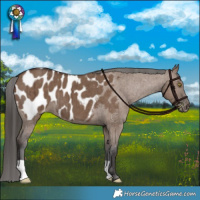 Horse Color:Liver Red Dun Appaloosa Brindle
