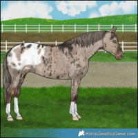 Horse Color:Liver Red Dun Mushroom Appaloosa Brindle