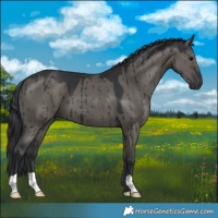 Horse Color:Grullo Brindle 