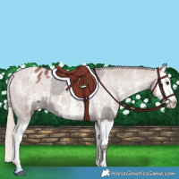 Horse Color:Liver Chestnut Sabino Splash Appaloosa  and Chestnut Sabino Splash Appaloosa 